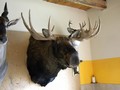 images/tassidermia-mammiferi-america/